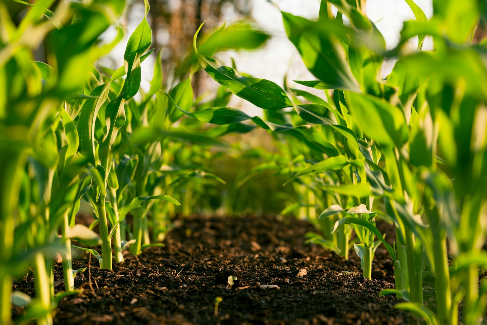 Fertilizer granules