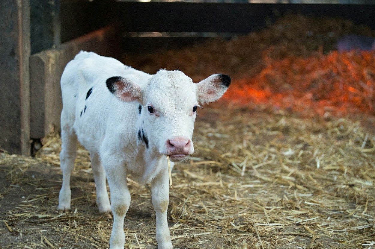 Livestock feeding